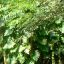 Treemaking